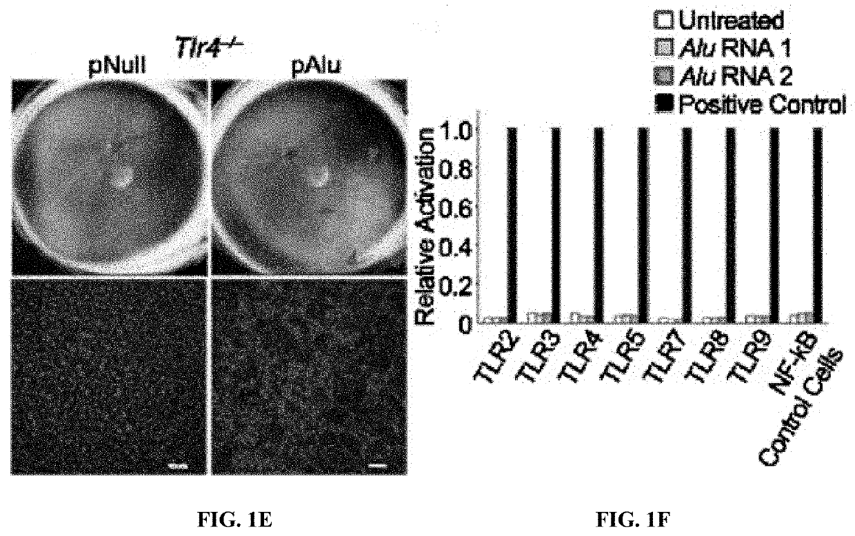 Protection of Cells from Degeneration and Treatment of Geographic Atrophy