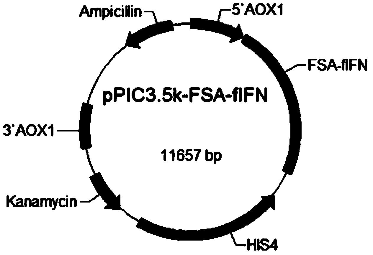 Long-acting fusion interferon for dogs and cats, as well as preparation method and application thereof