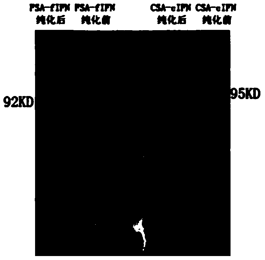 Long-acting fusion interferon for dogs and cats, as well as preparation method and application thereof