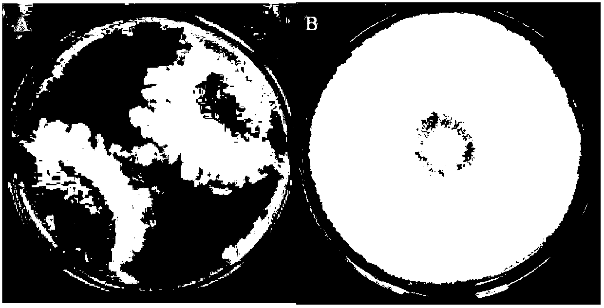 Bacillus subtilis and application thereof in preventing and treating plant leaf spot diseases