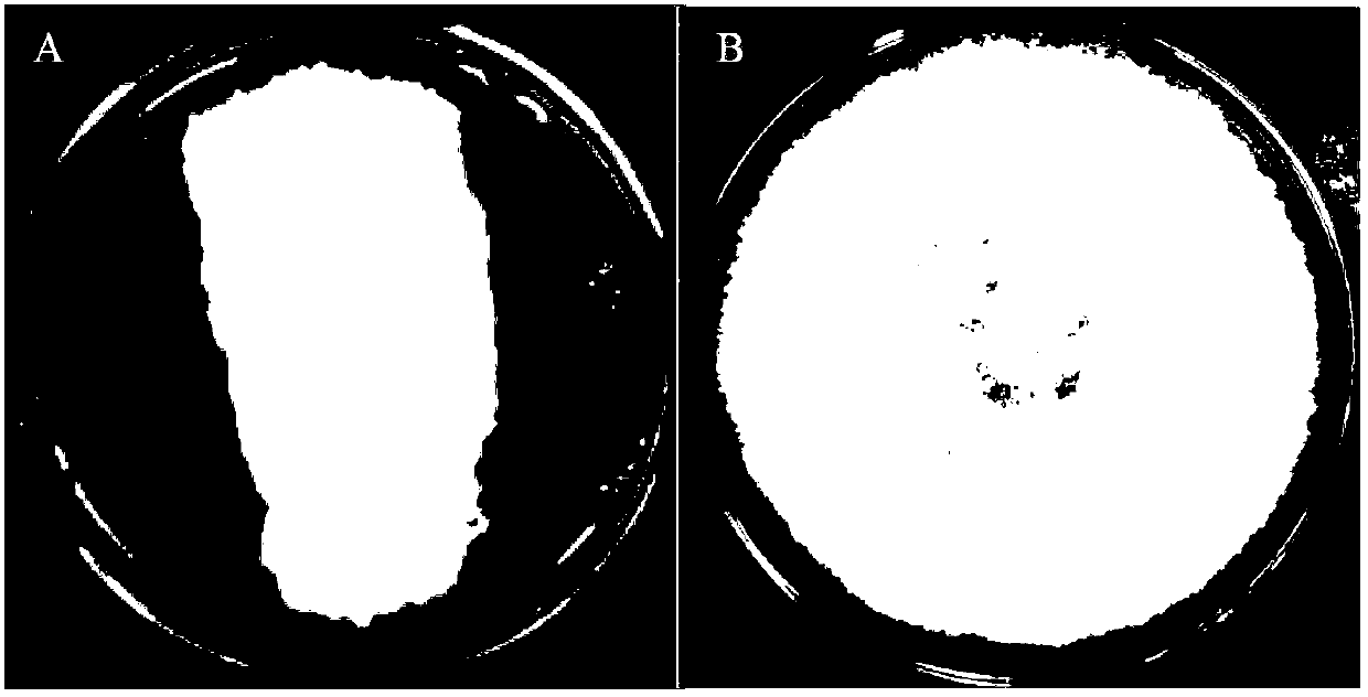 Bacillus subtilis and application thereof in preventing and treating plant leaf spot diseases