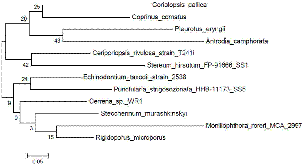 Laccase protein gene and cloning and sequencing method thereof