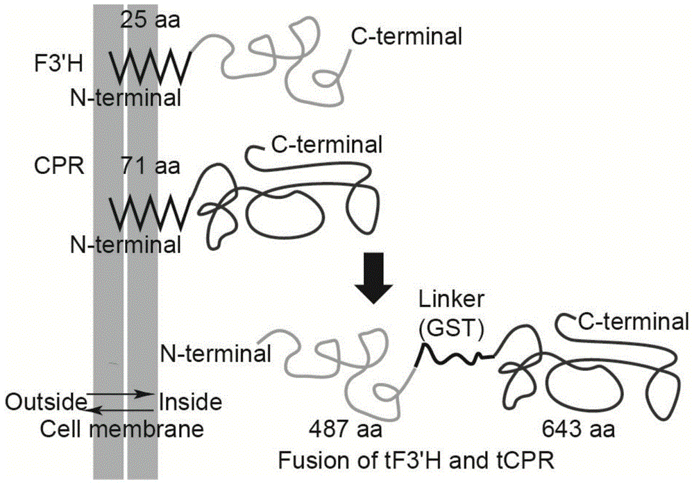 A method for metabolic engineering of Escherichia coli to produce eriodictyol