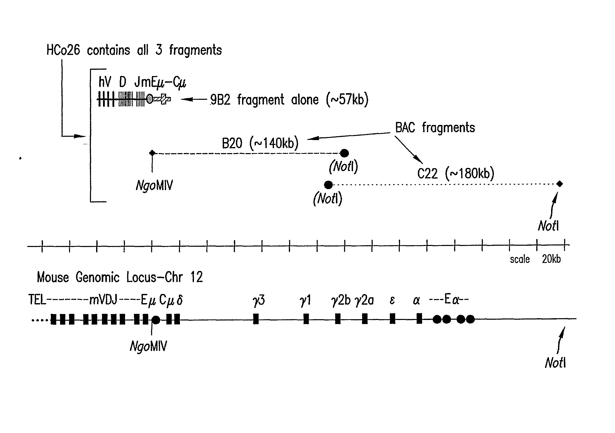 Transgenic animals expressing chimeric antibodies for use in preparing human antibodies