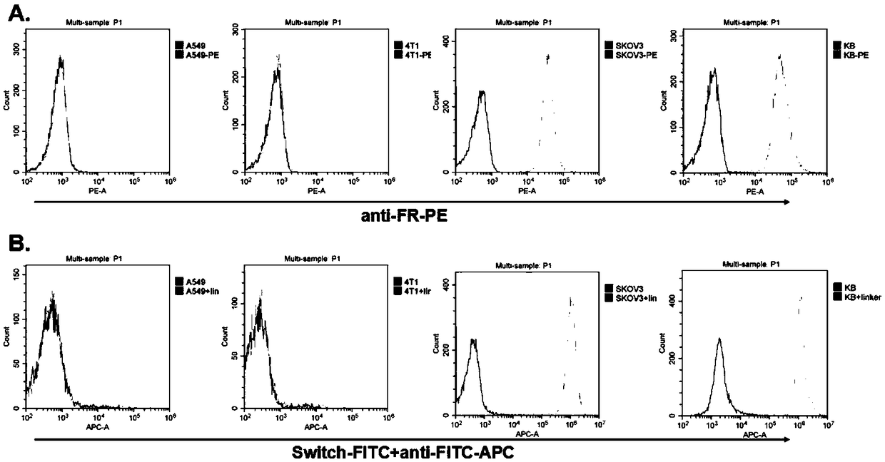 Connection arm for controlling activation/inhibition of chimeric antigen receptor T cell and application of connection arm