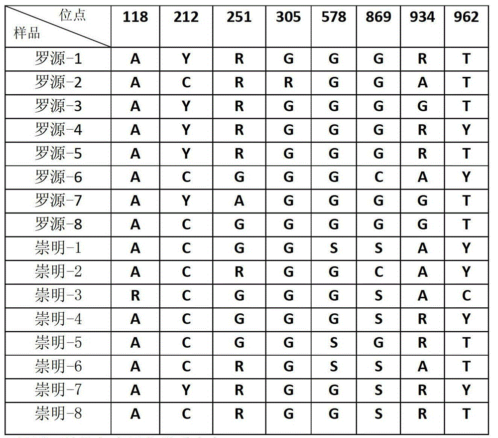 DNA molecular marker method for identification of alien invasive species Spartina alterniflora population