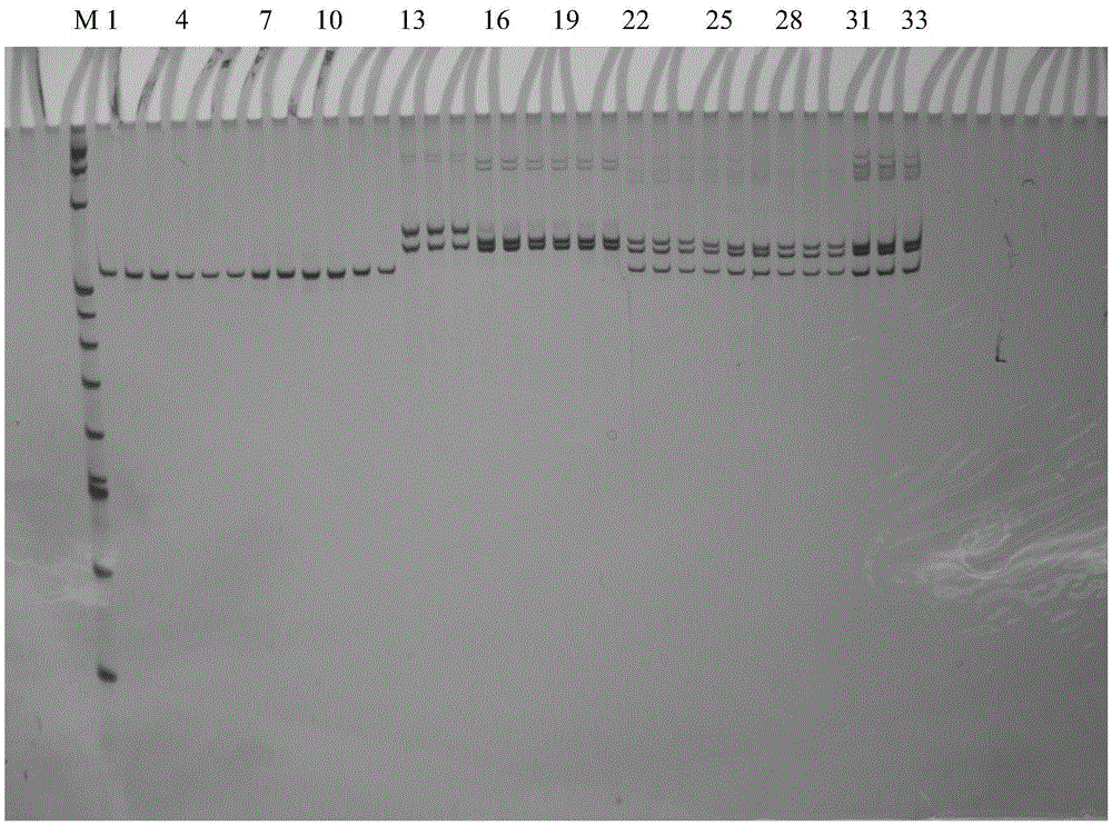 A method for rapid identification of chromosomal ploidy in Avena plants and its application