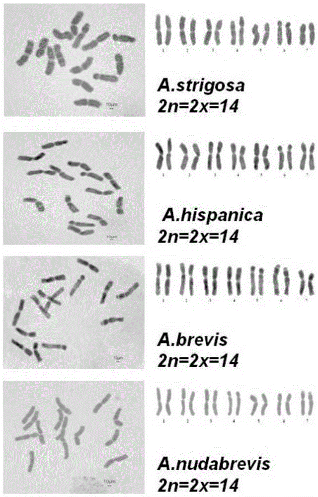 A method for rapid identification of chromosomal ploidy in Avena plants and its application