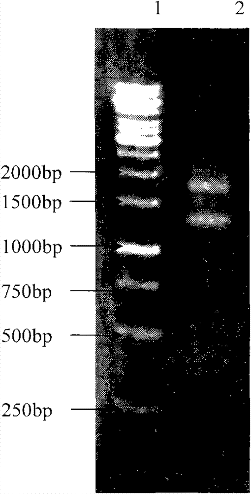 Elymus nutans high molecular weight glutelin subunit gene and application thereof