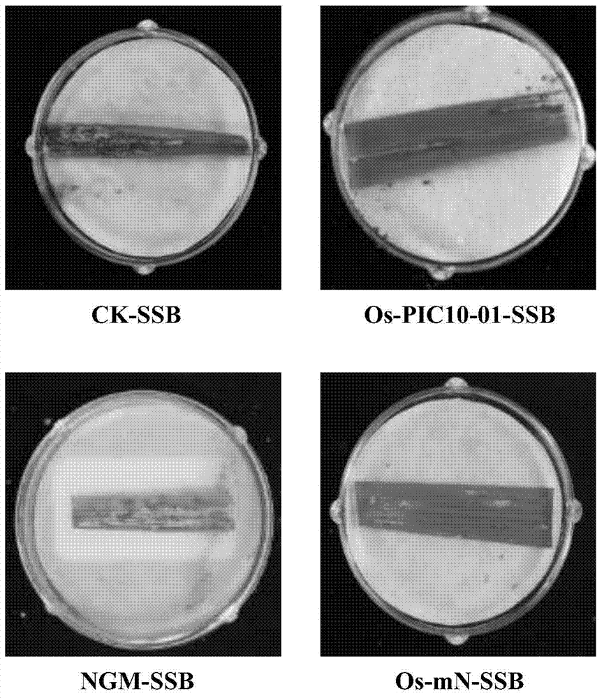 Insecticidal protein, and encoding gene and use thereof