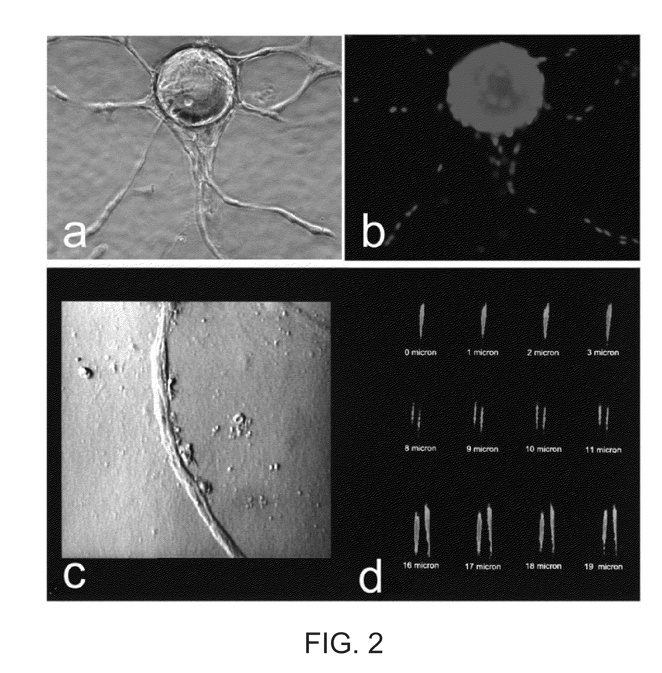 Combined administration of integrin receptor antagonists for Anti-angiogenic therapy