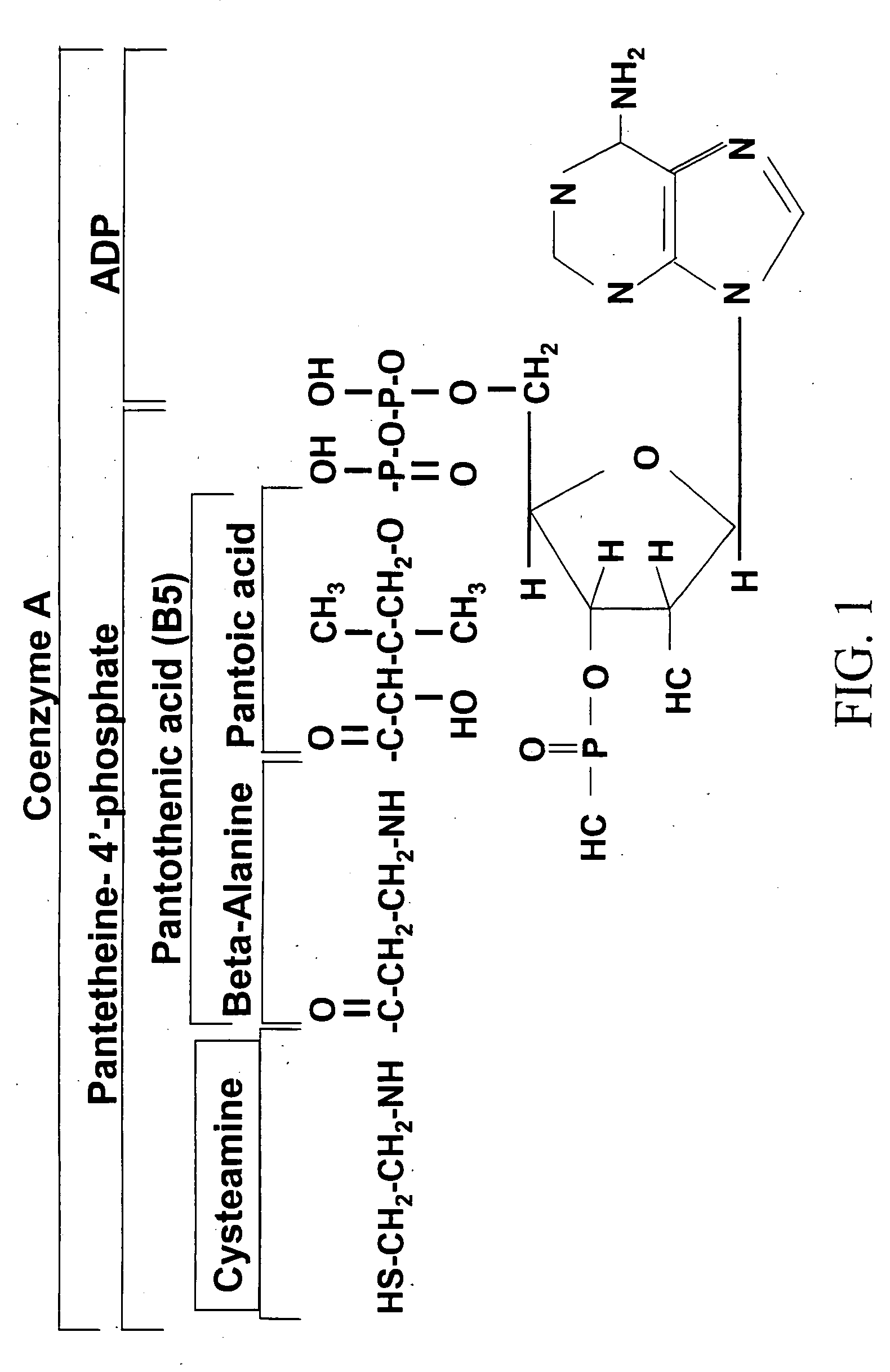 Materials and methods for improving livestock productivity