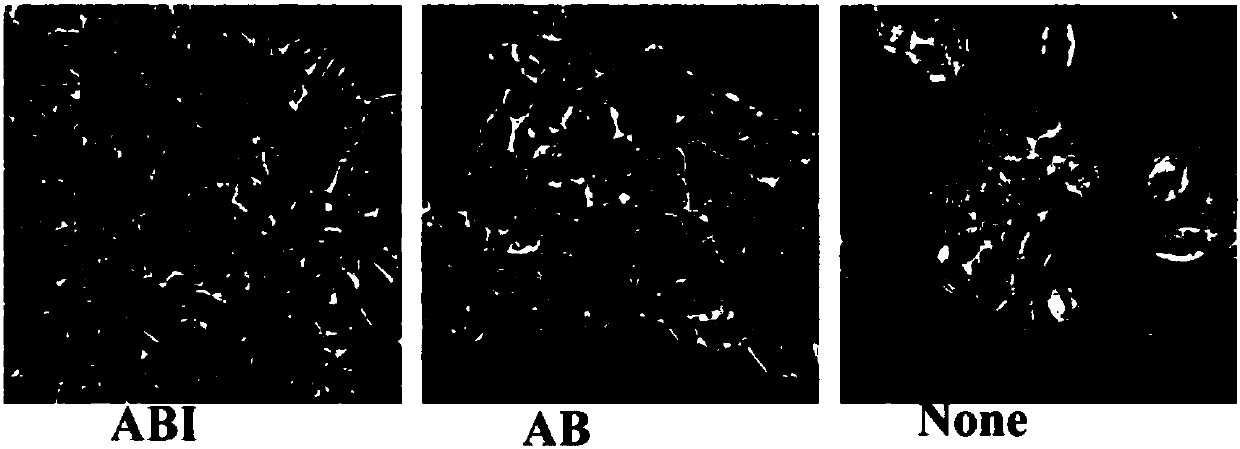 Culturing method for maintaining self-renewal state of human embryonic stem cells