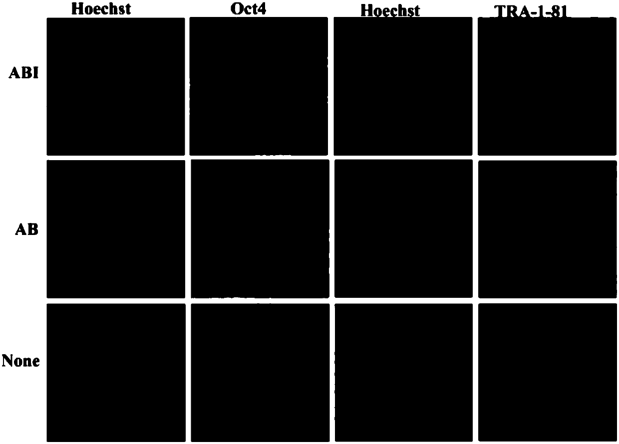 Culturing method for maintaining self-renewal state of human embryonic stem cells