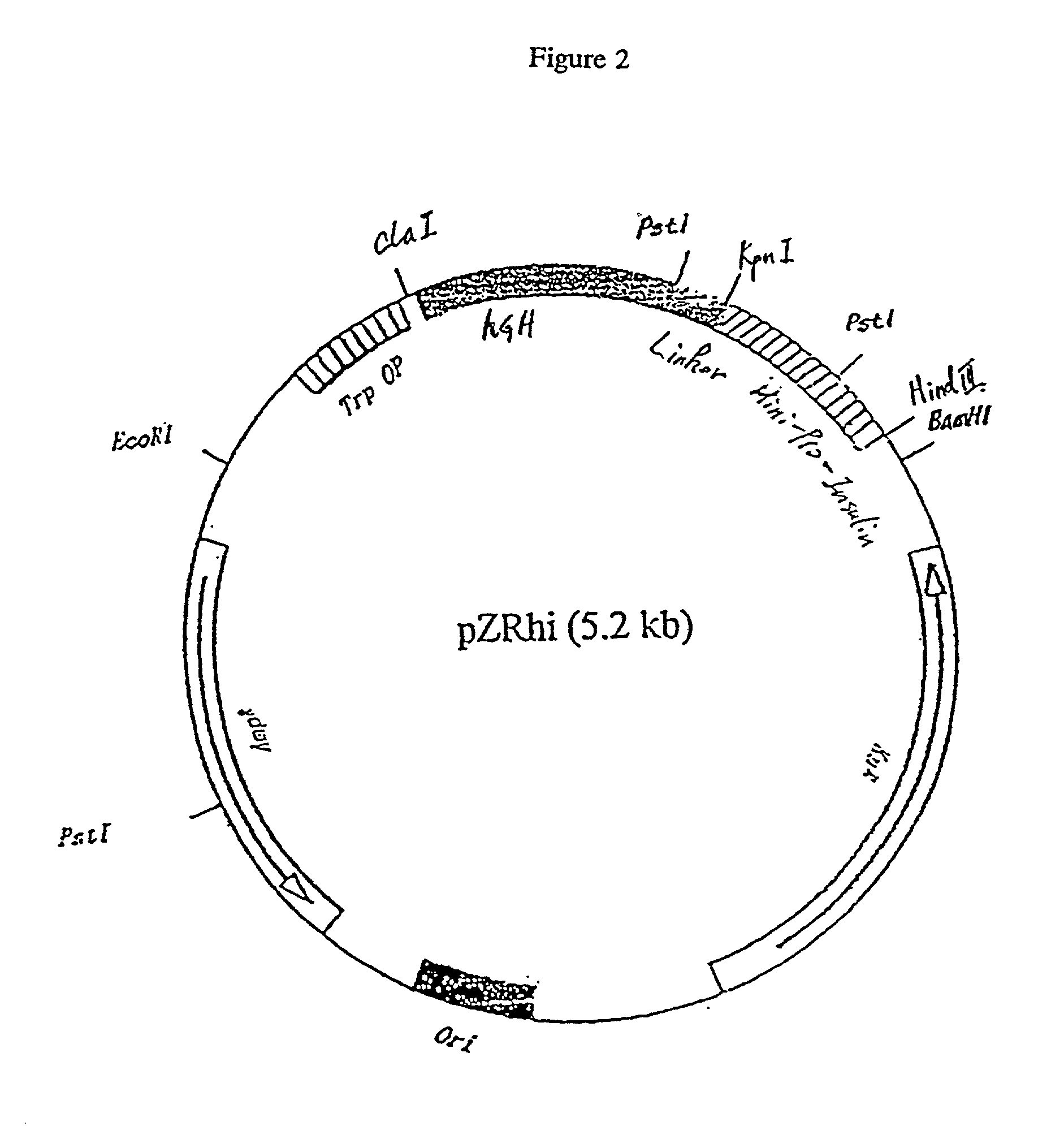 Chimeric protein containing an intramolecular chaperone-like sequence