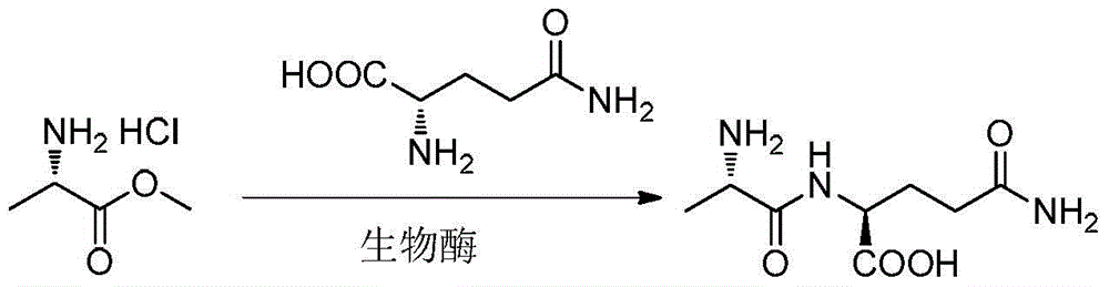 A kind of biological enzyme that catalyzes the synthesis of glutamic acid dipeptide and its preparation method and application