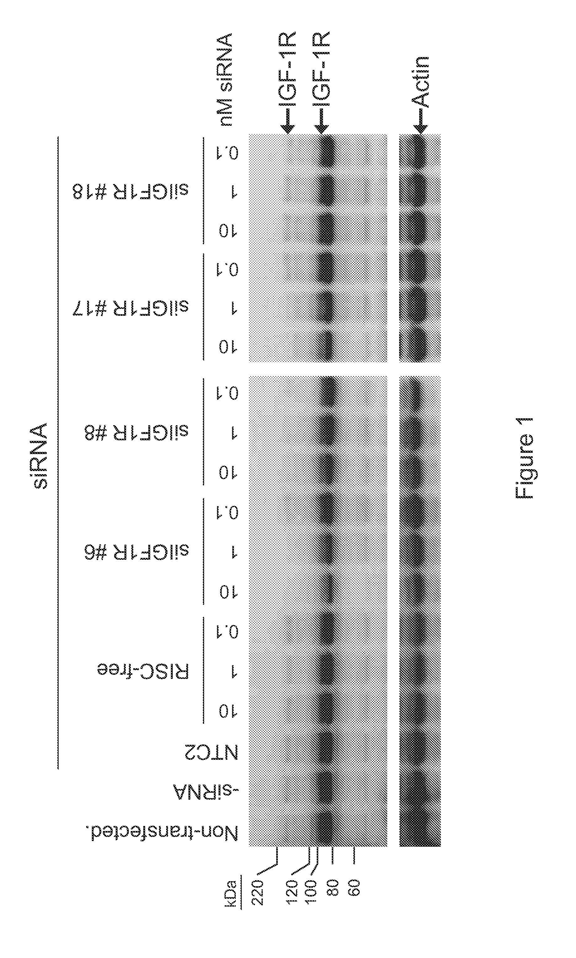 RNAi-MEDIATED INHIBITION OF IGF1R FOR TREATMENT OF OCULAR ANGIOGENESIS