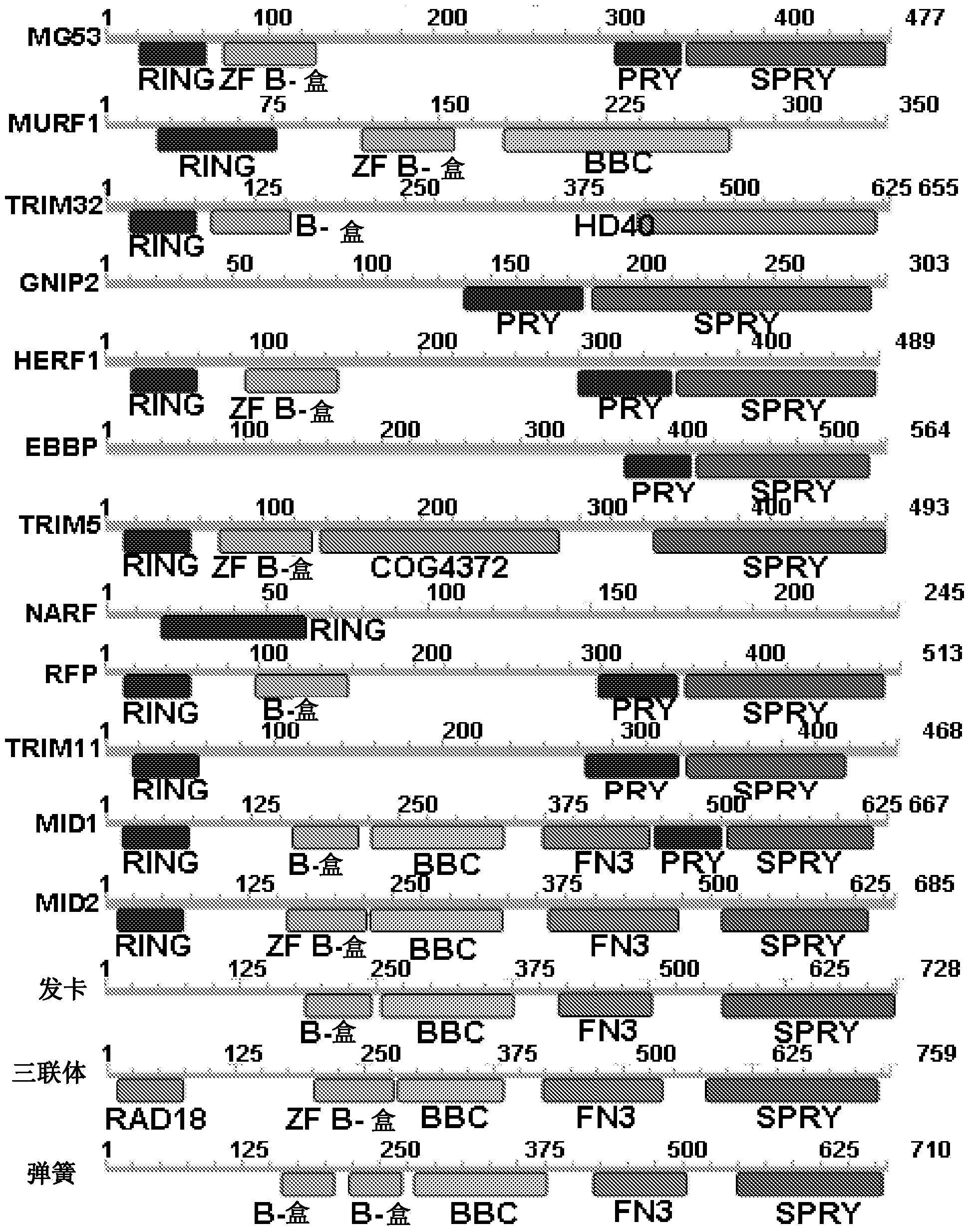 Compositions and methods for the treatment and prevention of cardiac ischemic injury