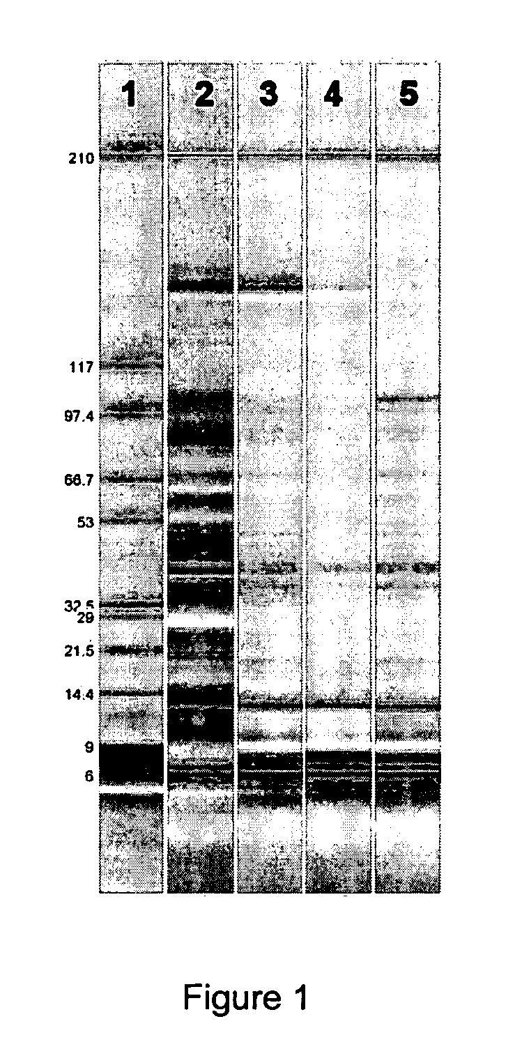 Method for purifying and recovering silk proteins using magnetic affinity separation