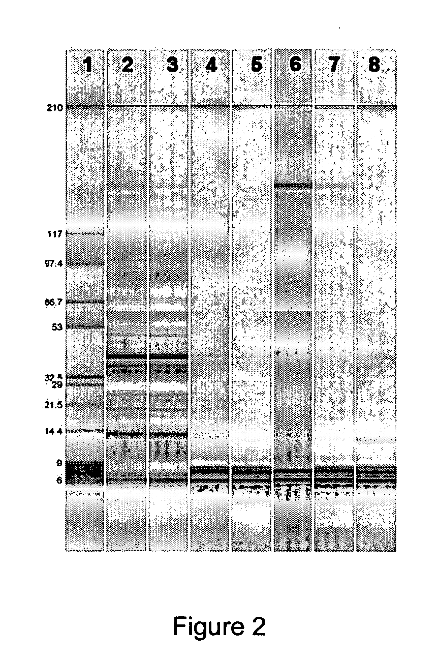 Method for purifying and recovering silk proteins using magnetic affinity separation