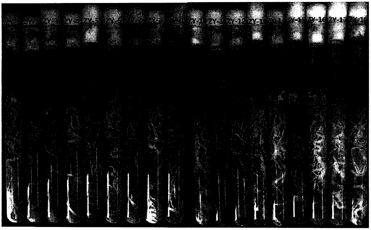 Method for separating halimasch from endophytic fungi of gastrodia elata