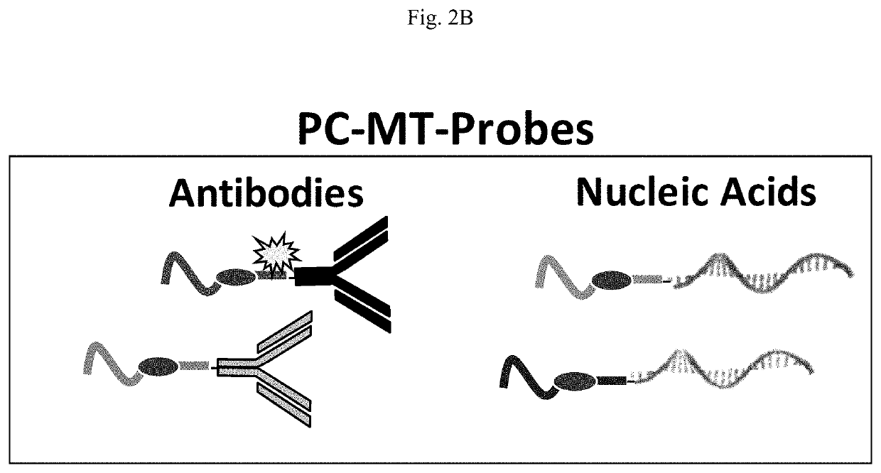 Photocleavable mass-tags for multiplexed mass spectrometric imaging of tissues using biomolecular probes