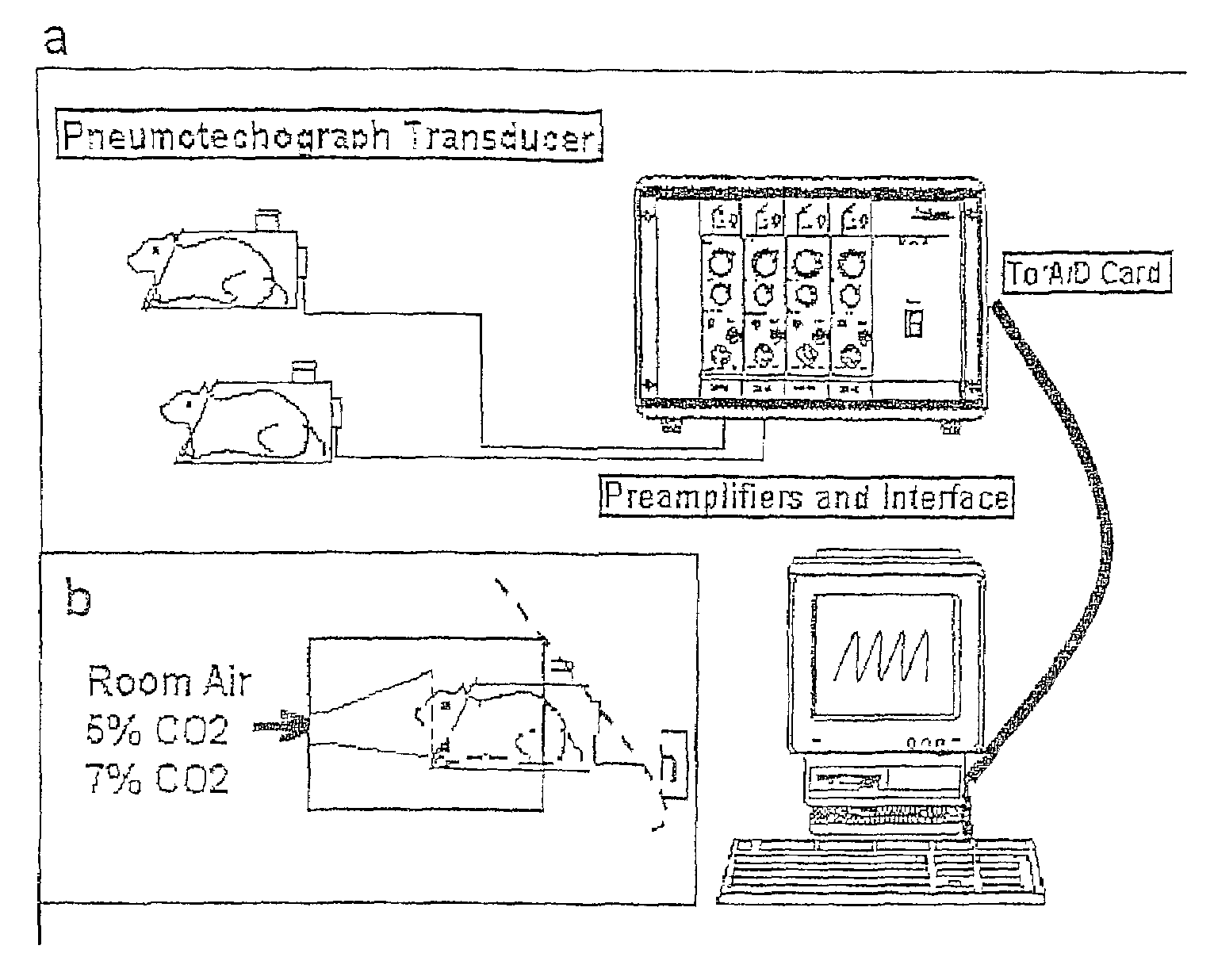 Method for improving respiratory function and inhibiting muscular degeneration