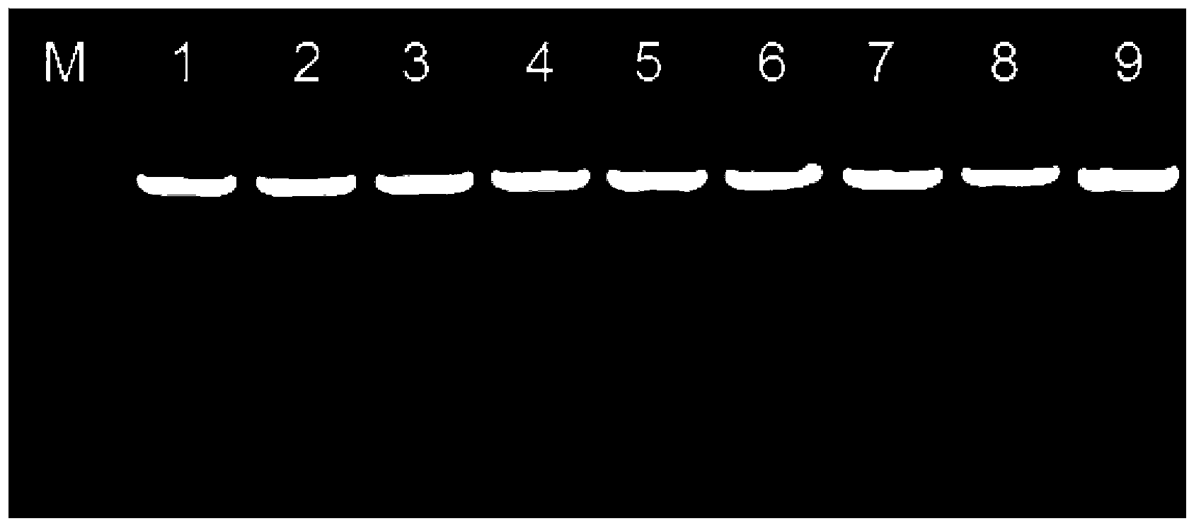 RT-PCR kit for detection of poultry source pedigree H3N2 subtype canine influenza virus and application thereof