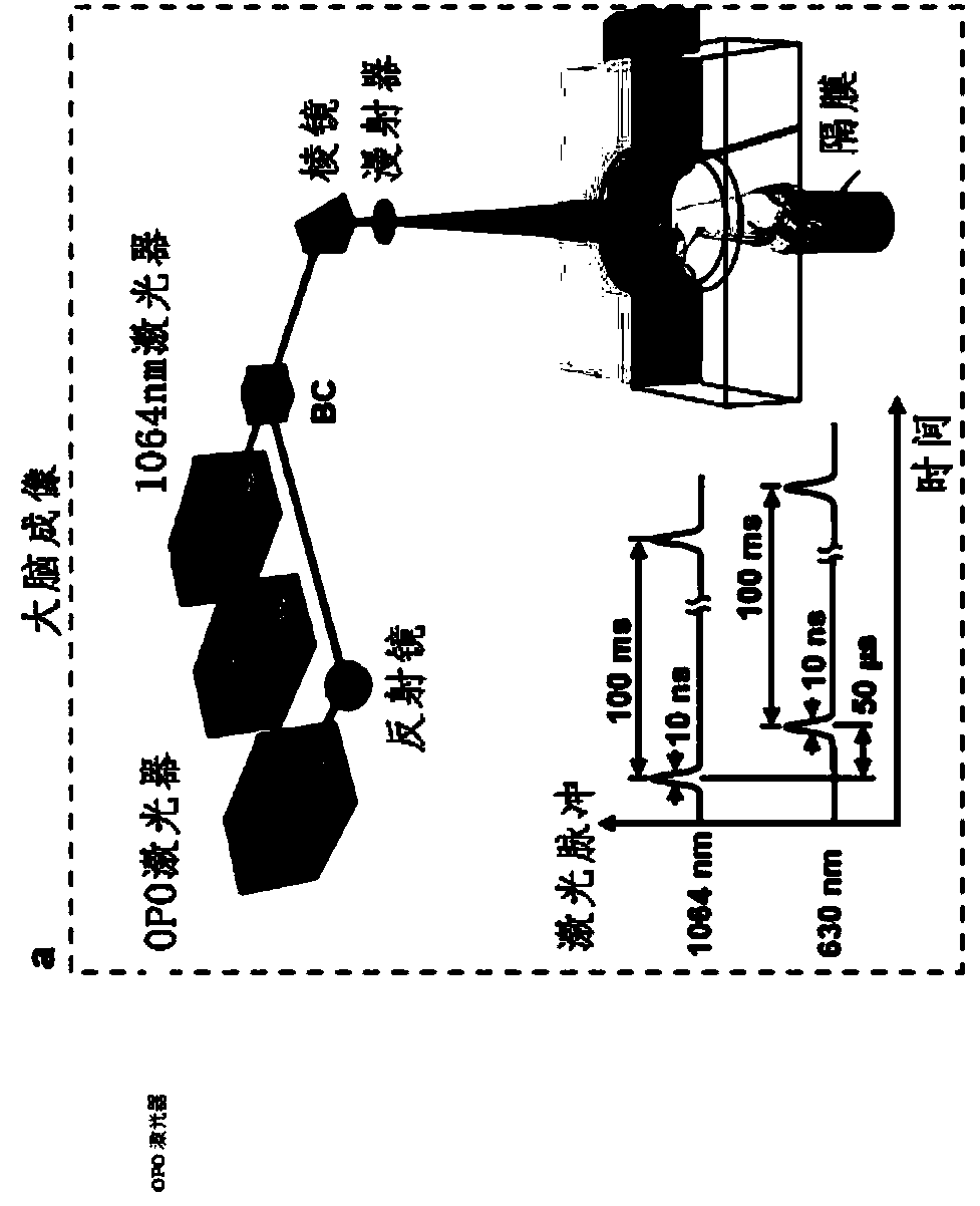 Single-impulse panoramic photoacoustic computed tomography (sip-pact)