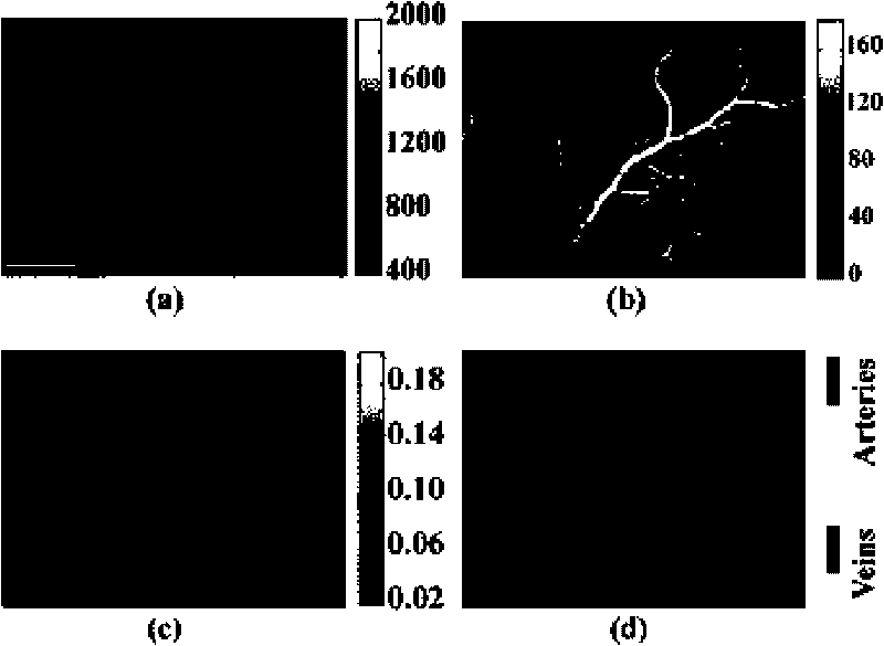 Laser imaging method and device for automatically cutting artery blood vessel and vein blood vessel