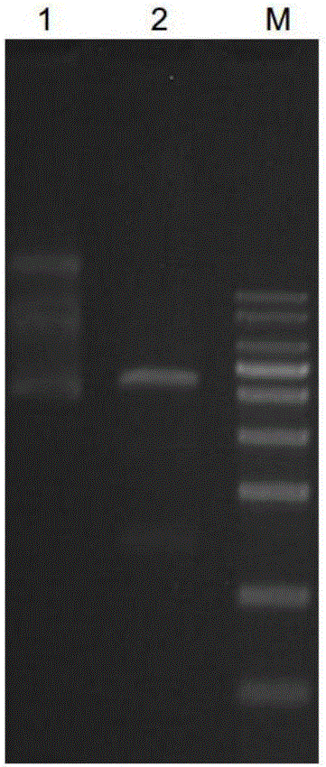 Indirect ELISA method for detecting Xinxiang babesiosis of sheep