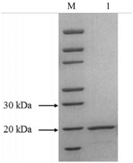 Indirect ELISA method for detecting Xinxiang babesiosis of sheep