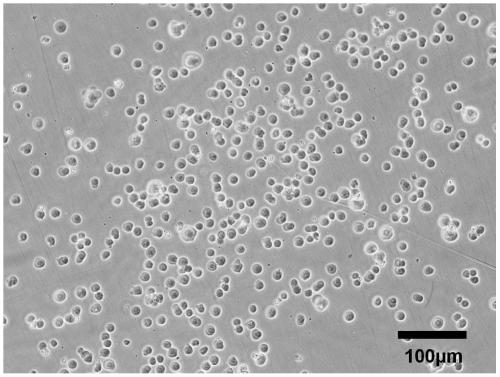 A kind of preparation method of the avian influenza virus grown in the mdck cell growth of serum-free full suspension culture and the avian influenza virus obtained