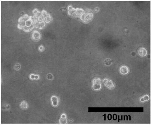 A kind of preparation method of the avian influenza virus grown in the mdck cell growth of serum-free full suspension culture and the avian influenza virus obtained