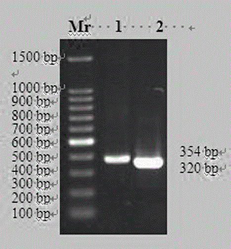 Anti-human tissue factor single-chain antibody and preparation method thereof