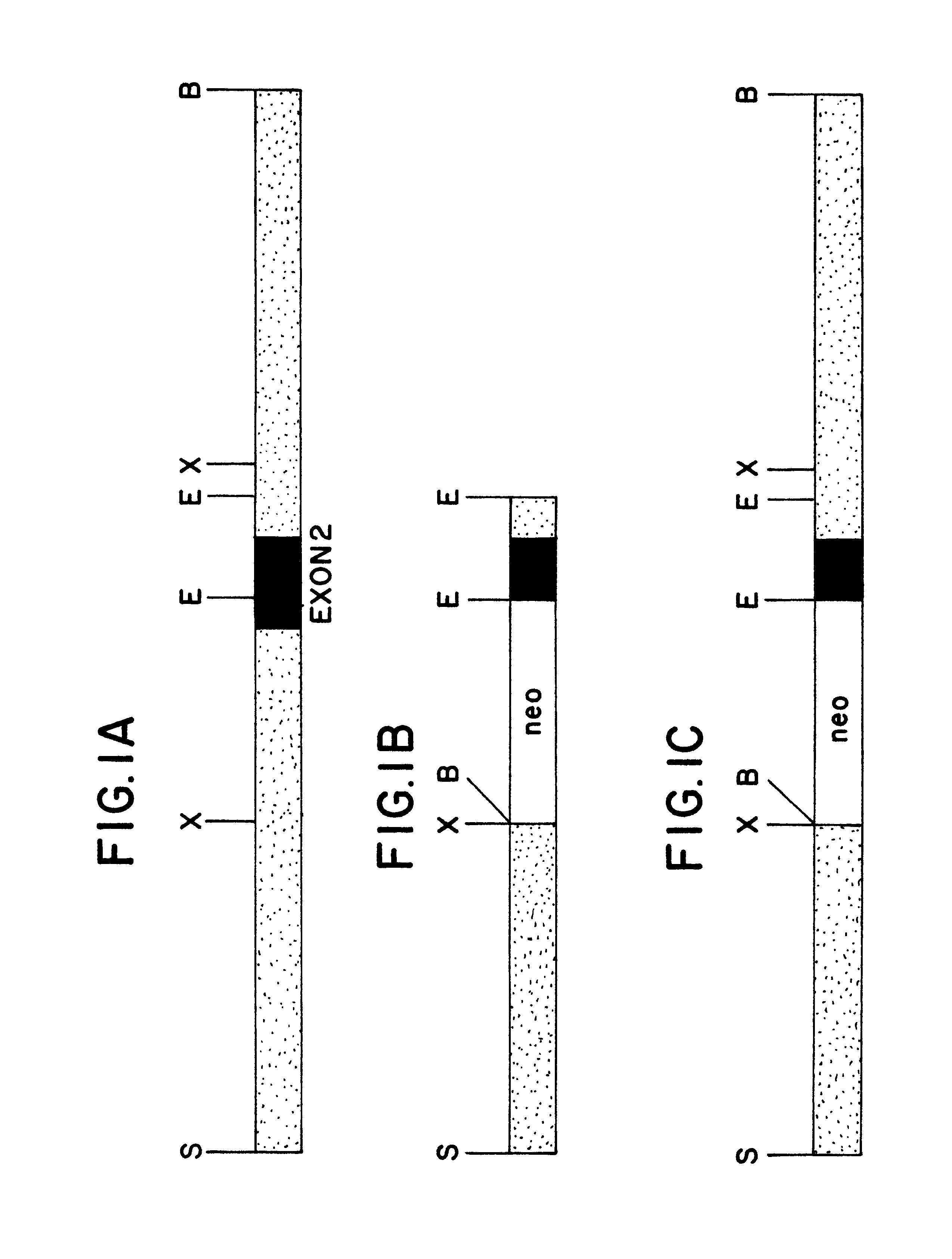 Transgenic mice comprising CD45 knockout