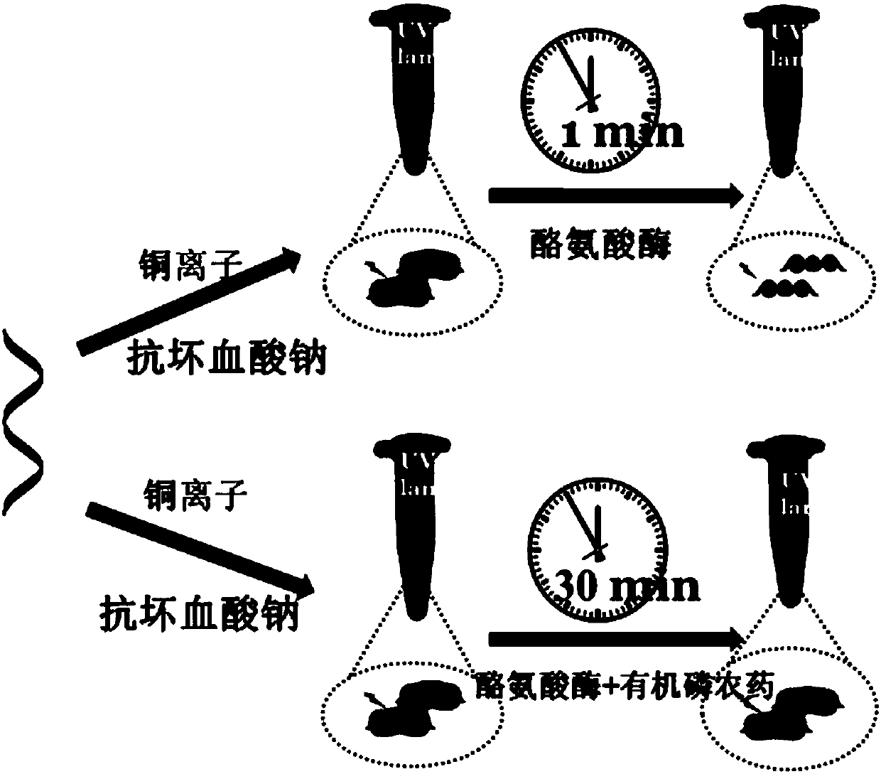 Fluorescent biosensor, preparation method and application of fluorescent biosensor to detect organic phosphorus pesticide