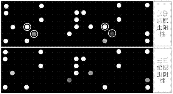 A rapid and sensitive method for the detection of Plasmodium malariae