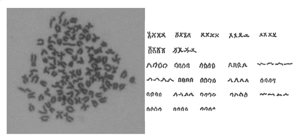 Tetraploid loach fin cell line temf and its establishment method