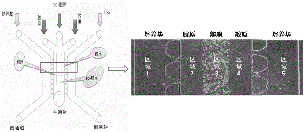 Multi-functional-region cell three-dimensional co-culture method based on micro-fluidic chip