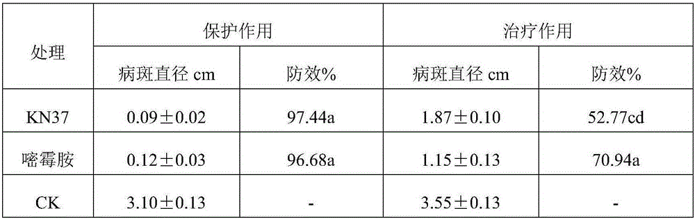 Actinomycete strain KN37 and application thereof