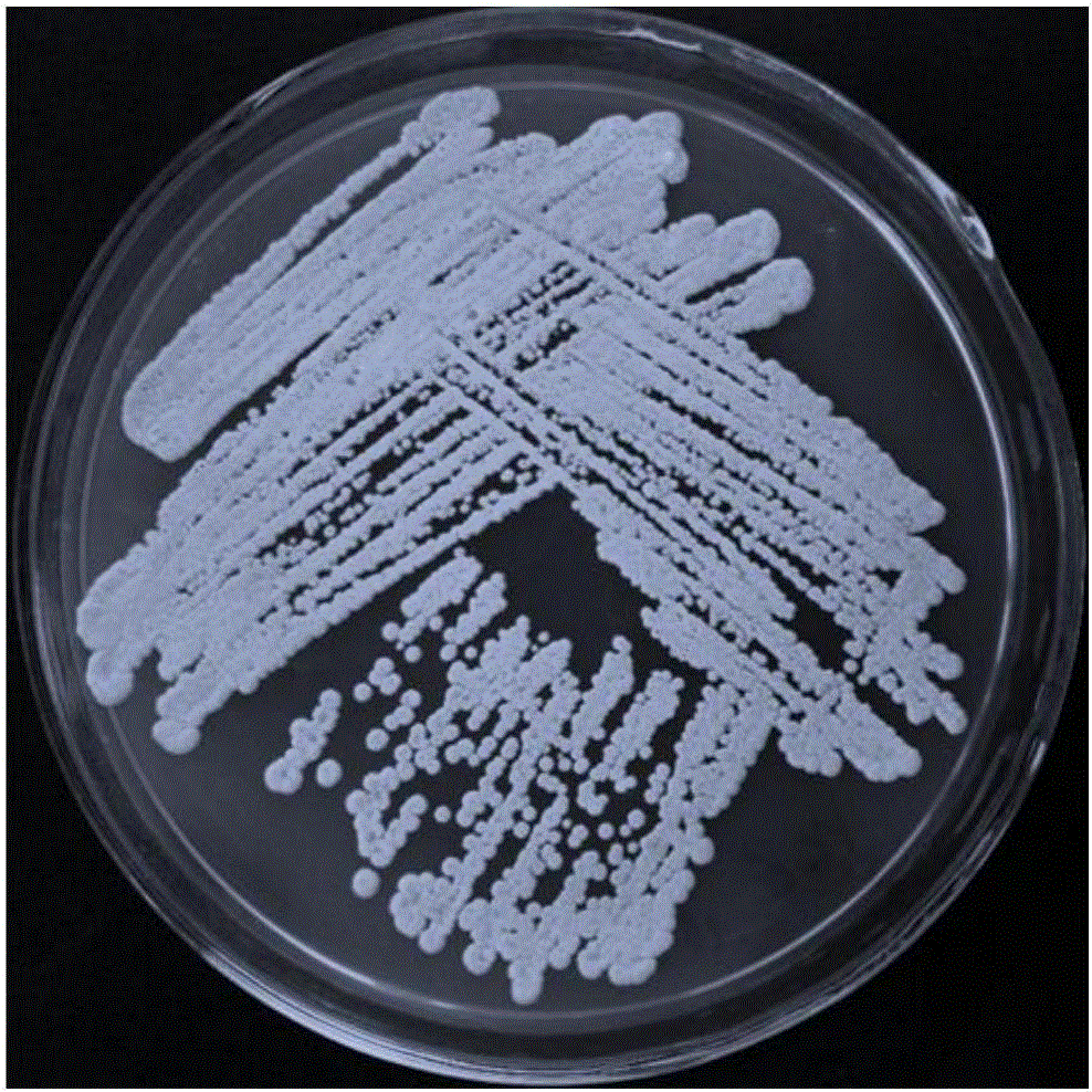 Actinomycete strain KN37 and application thereof