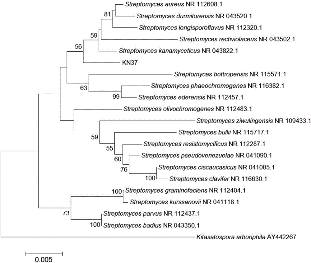 Actinomycete strain KN37 and application thereof