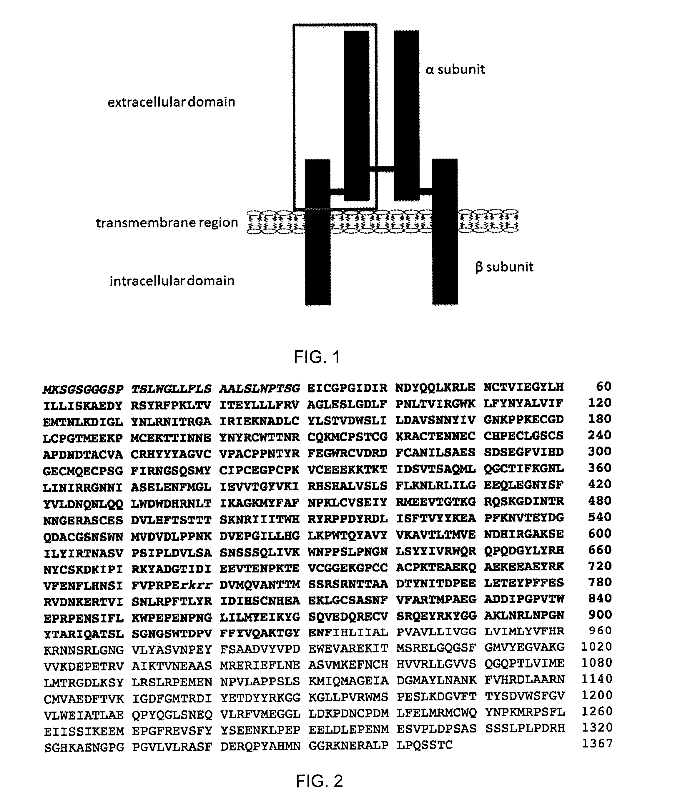 Insulin-like growth factor 1 receptor -specific antibodies and uses thereof