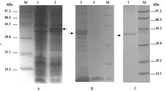 Citrus fruit fly odorant binding protein-based attractant screening method