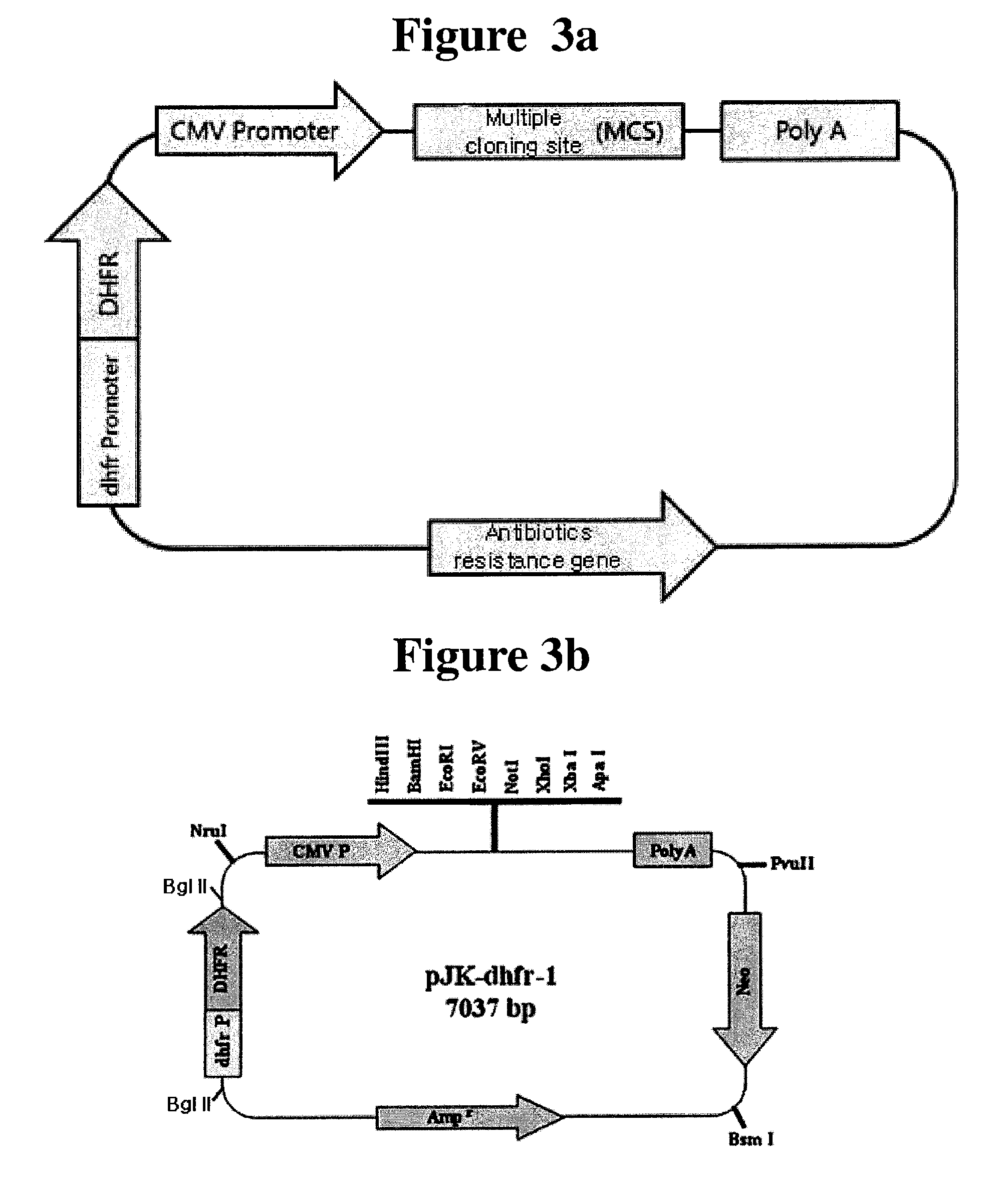 Recombinant expression vector for animal cell