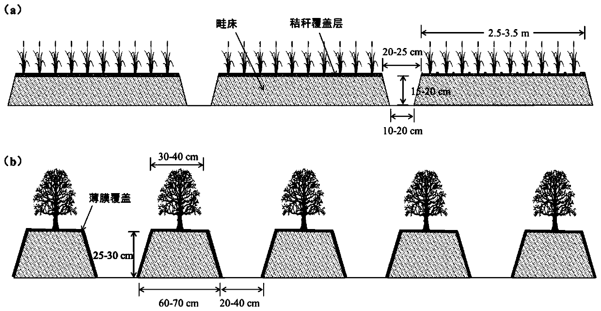 A kind of engineering improvement and ecological construction method of sticky board severe saline-alkali land