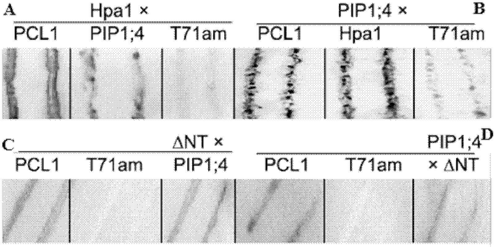 Application of aquaporin gene in construction of interaction carrier capable of interacting with Hpa1Xoo