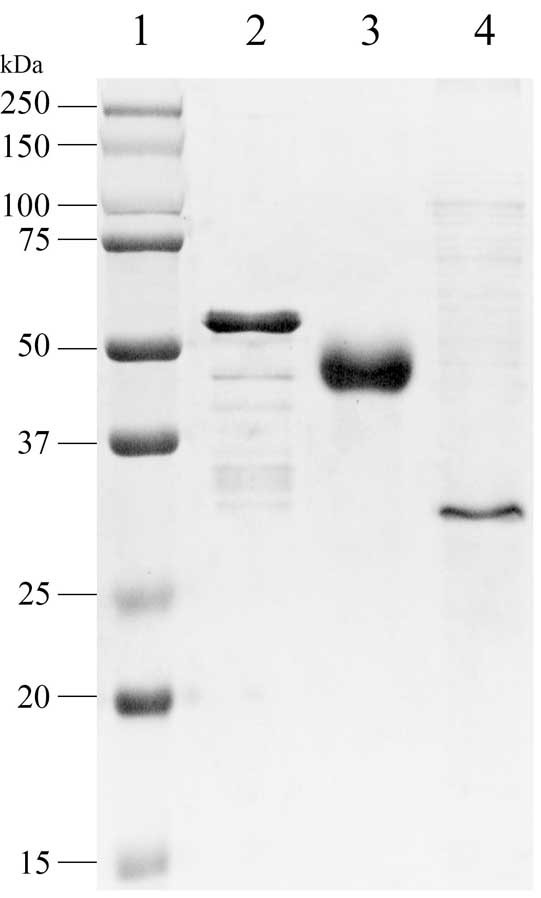 Recombinant African swine fever virus antigen cocktail vaccine and application thereof