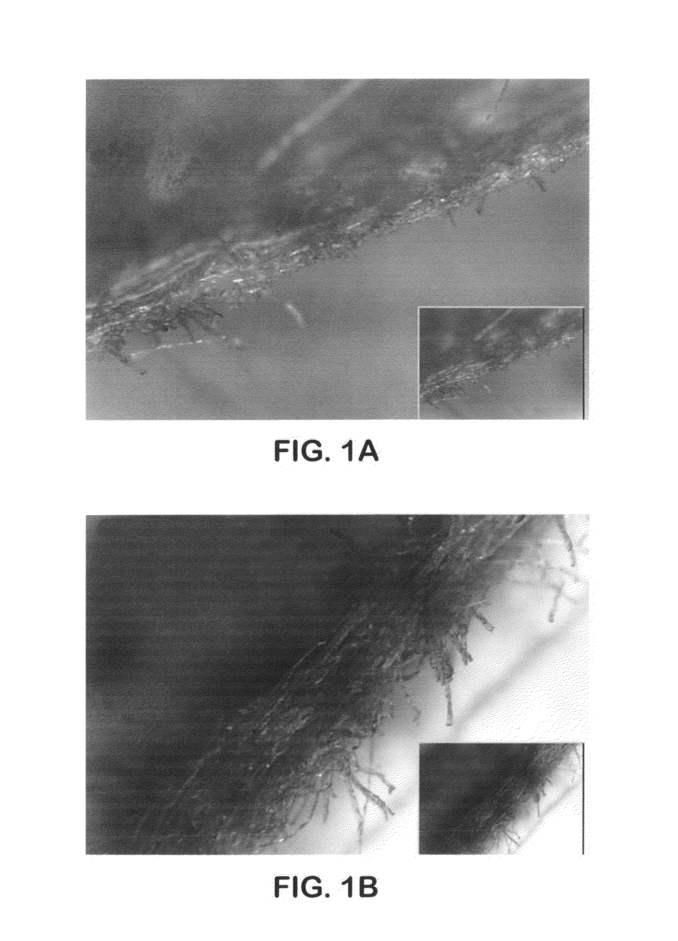 Process for producing polyvinyl alcohol articles